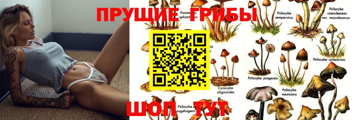 Зеленогорск  где купить наркоту  Вход с VPN  Галлюциногенные грибы MAGIC MUSHROOMS 